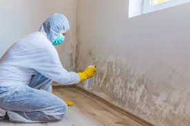 Why You Should Choose Our Mold Remediation Services in Green Park, MO